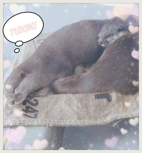 『つぼみ』★松山本店★