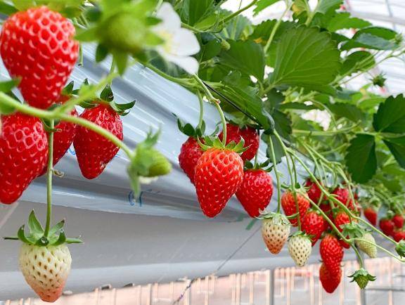 『こはく』★松山本店★