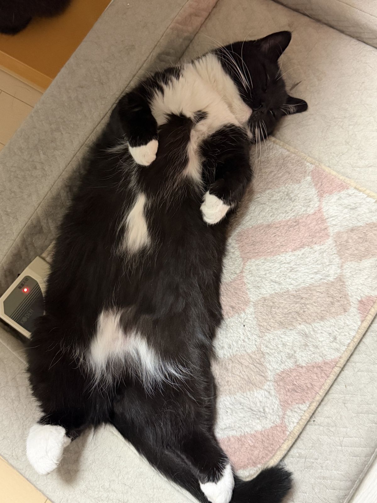 お題：【１日体験できるとしたら】この世で１番の贅沢、この世１番の快楽　どっちにする？に回答♪