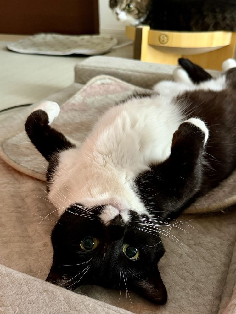 無料コスプレ♡個人キャンペーン♡個人オプション