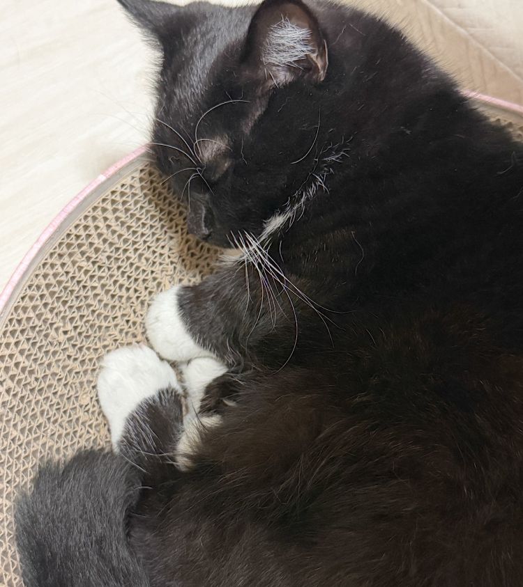 お題：ペット飼うならこれだけは覚悟して！ってありますか？に回答♪