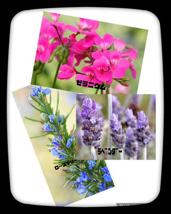 ☆ｱﾛﾏｵｲﾙ☆