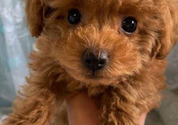 犬の話で盛り上がったお兄さんへ?