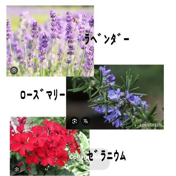 ??ﾄﾘｾﾂ?匂い！??