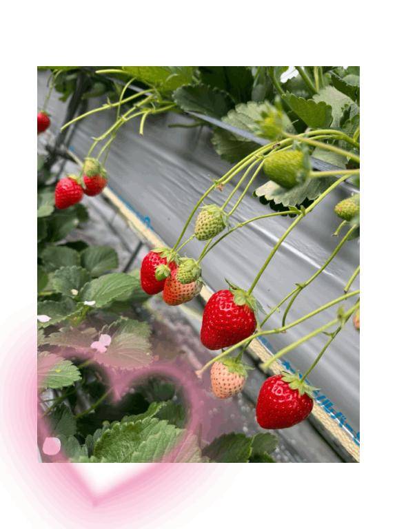 [お題]from:フリスク一気さん