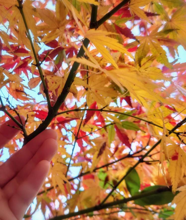 ☆紅葉狩り☆