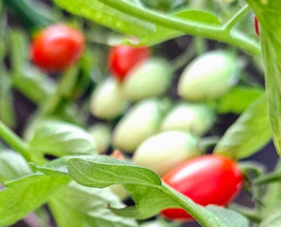 🍅