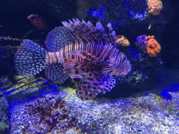 おやすみなさい