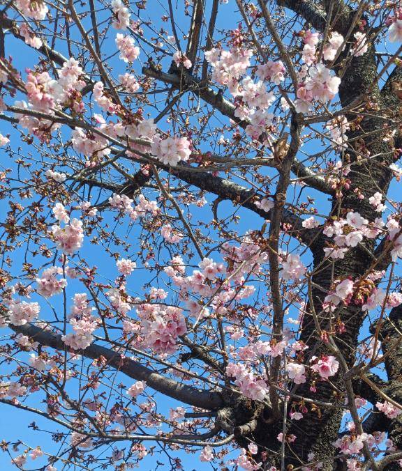 出勤しました🌸