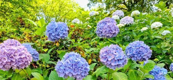 「紫陽花や昨日の誠今日の嘘」