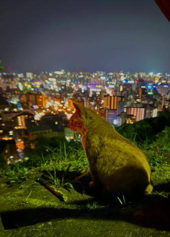 戯れ猫と夜景