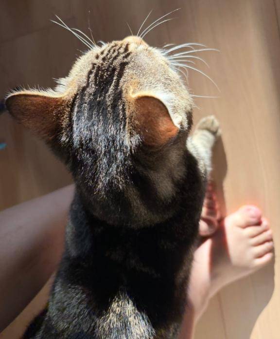 お久しぶりの日記🐱