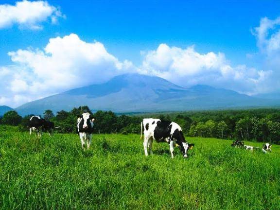 むか〜しから🐮