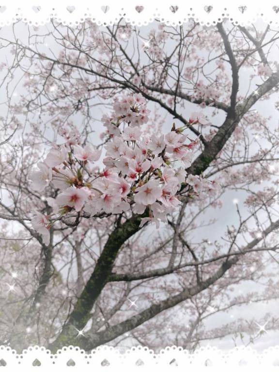 咲いた🌸