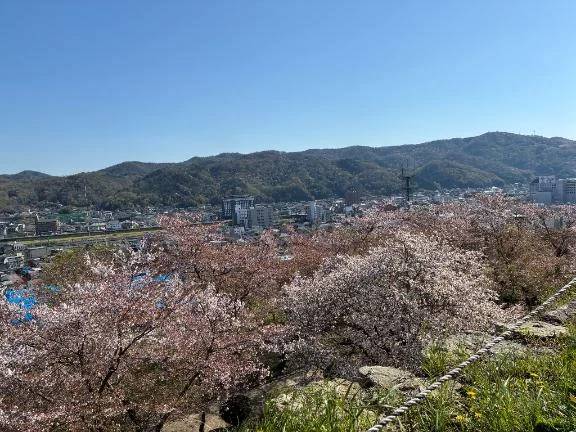 桜の花言葉は…🌸‎🤍