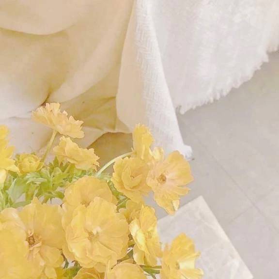 🌼ᩚ ご覧ください.🌼ᩚ