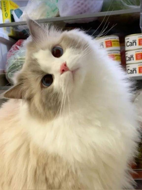 かほ　完全業界未経験姫