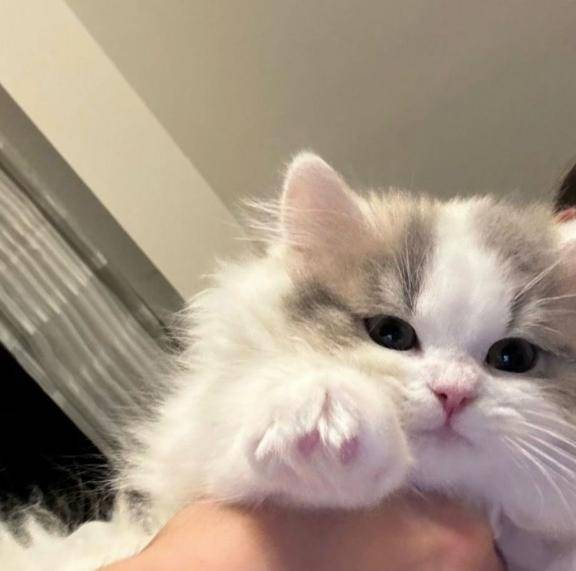 かほ　完全業界未経験姫