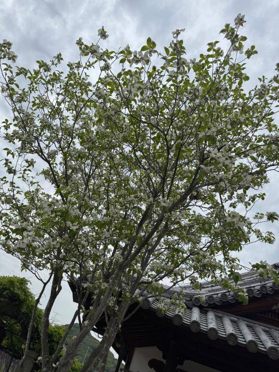 いずみ　体験入店姫