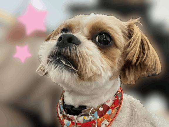 ありがとうございました?