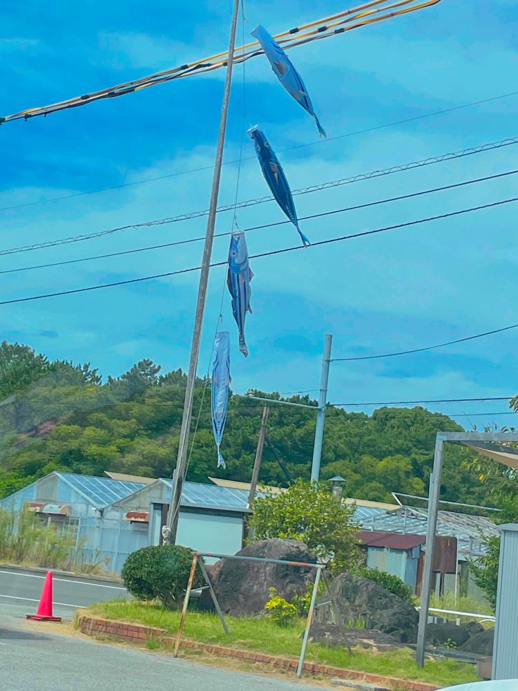 ここも鰹('-' 鰹)з✨️