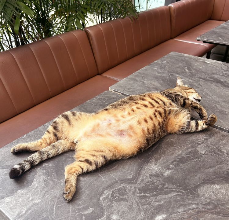 【イッくよーっ(((o(*ﾟ▽ﾟ*)o)))】