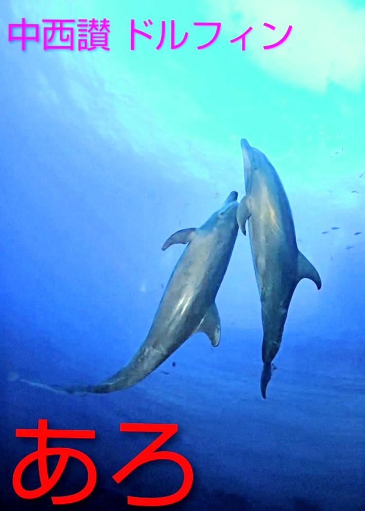 あろ（中西讃ドルフィン）