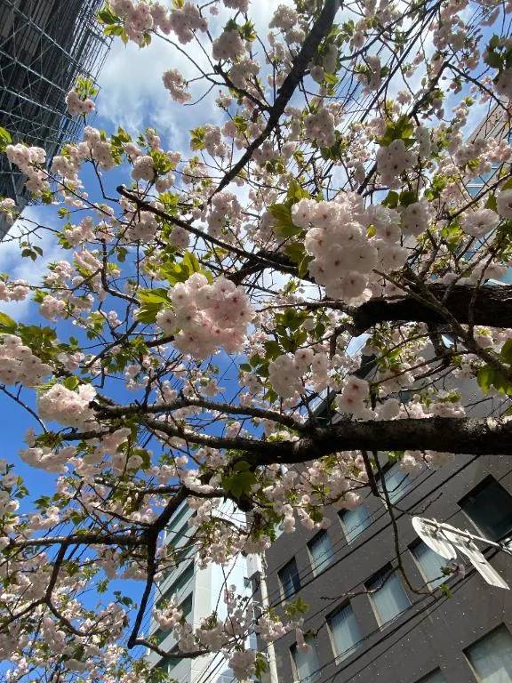 しゅっきーん！