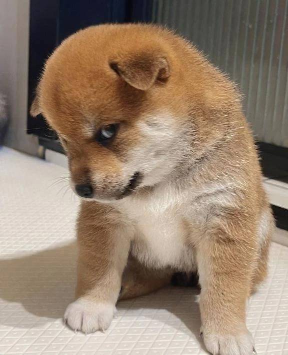 本日は