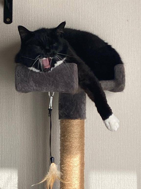 特技?