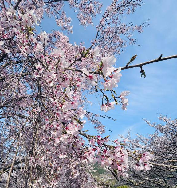 京子（痴女&SM CLUB EMBASSY  (高松店)）