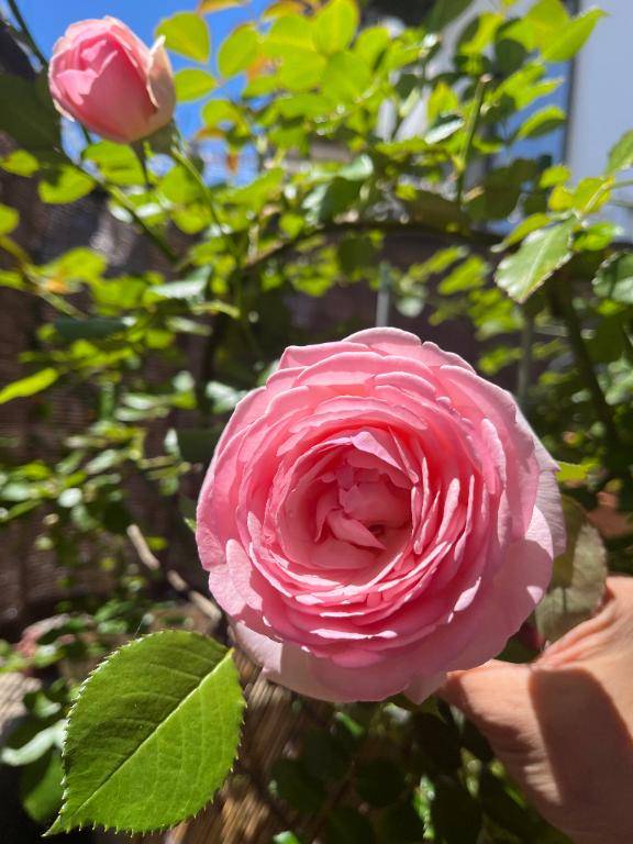 満開の薔薇?