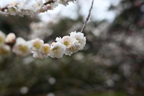 旅行のお土産話🤫