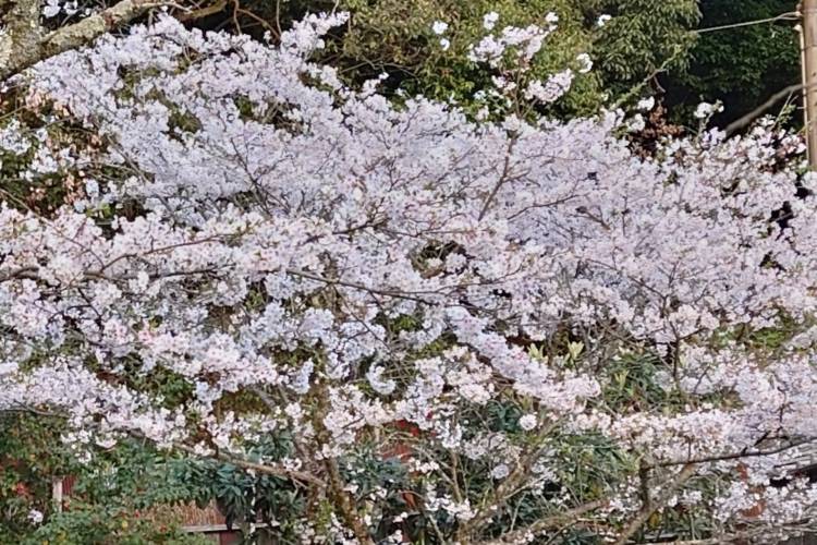 さ🌸く🌸ら