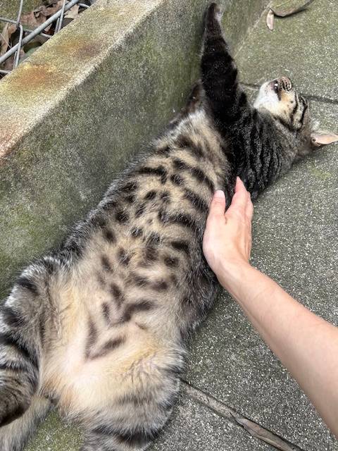 早紀【短期】