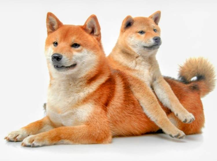 愛犬の日🐶