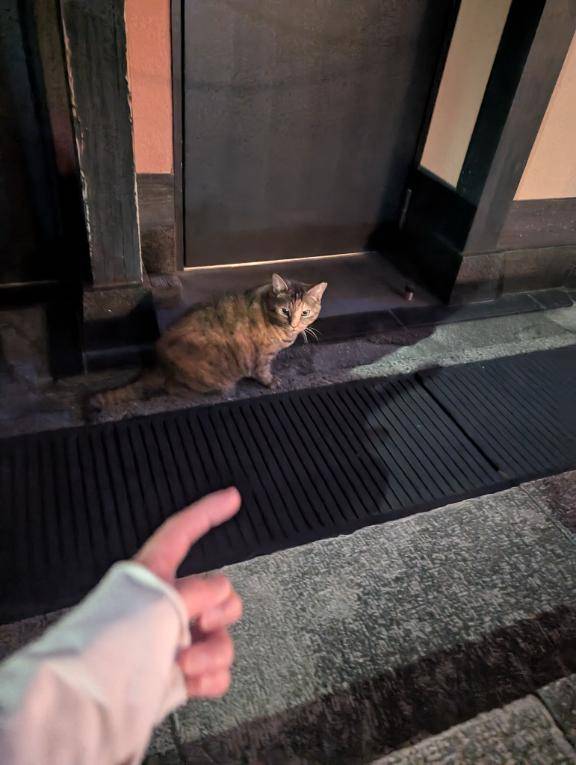 にゃー??????????????????