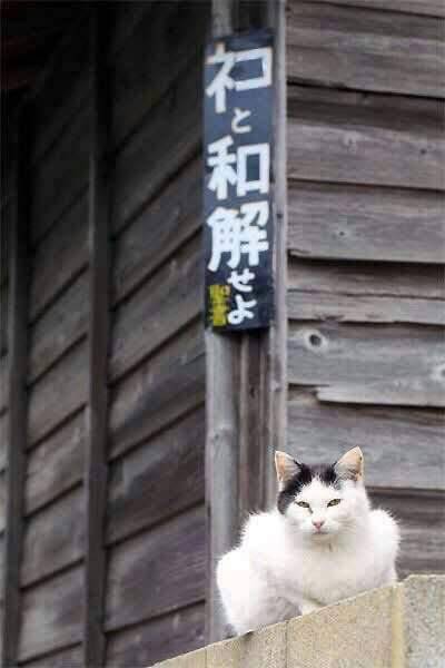 ネコと和解せよ