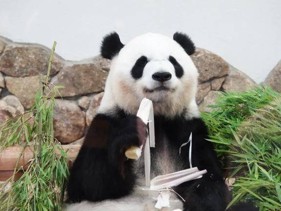 panda。