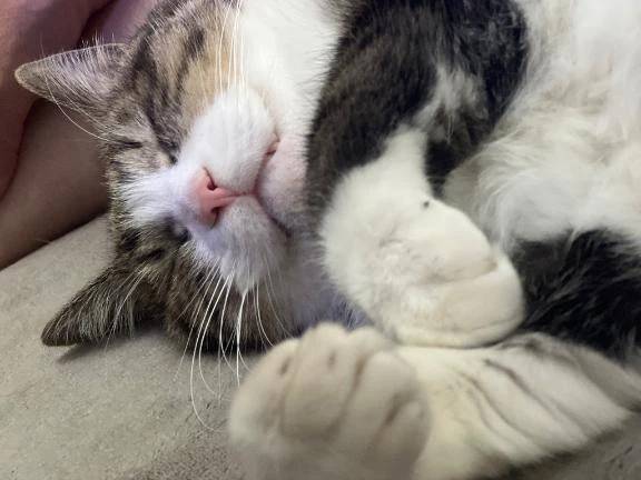 感謝(ㅅ´꒳` )♡