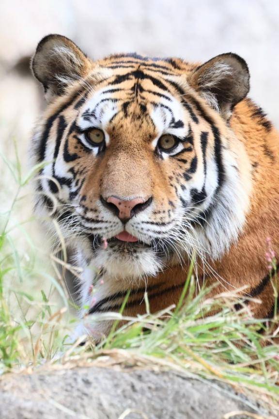 おおぐま座80番星