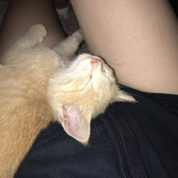 猫そこ変わって…って思っちゃった？