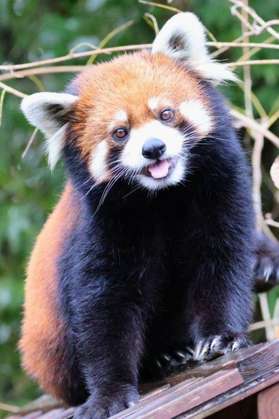 【お礼】ピーナッツ豆腐様