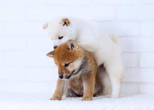 明日、出勤します。