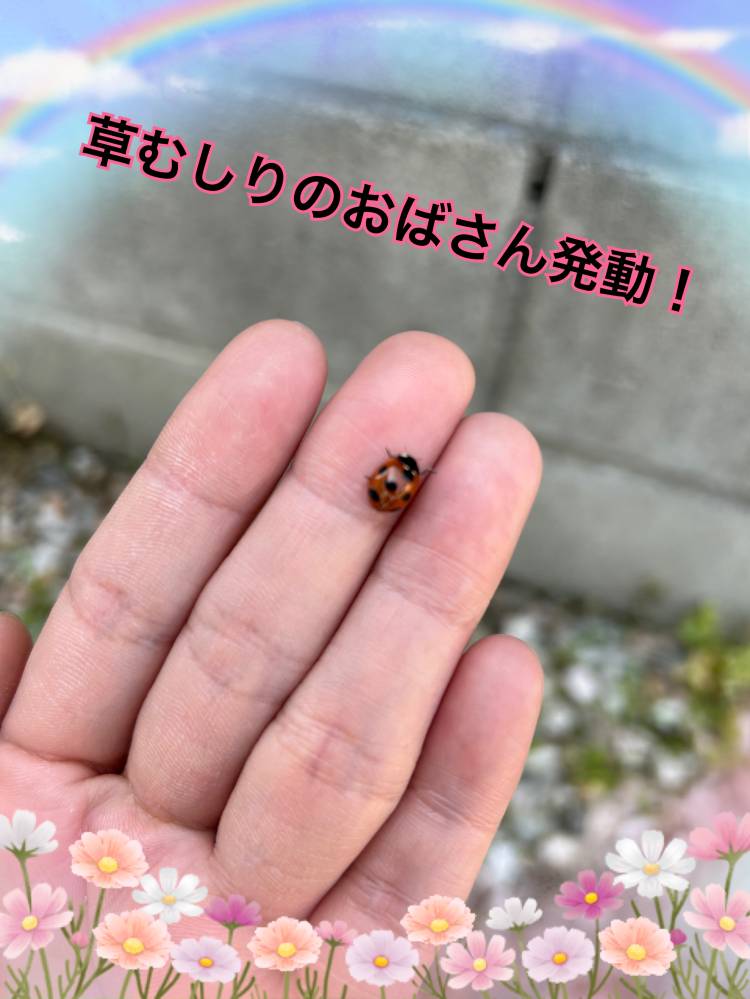 草むしりのおばさん発動！