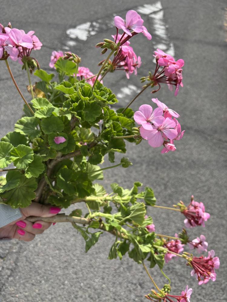 お花を分けて頂いた