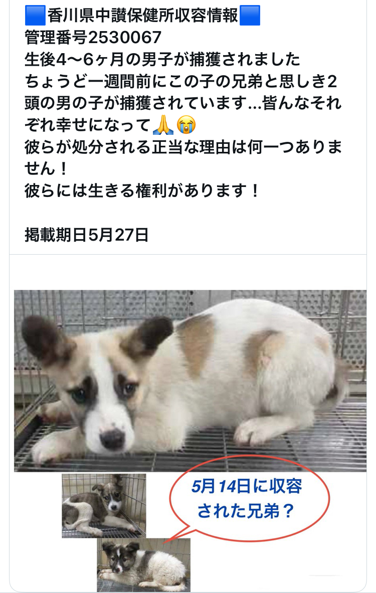 しょう