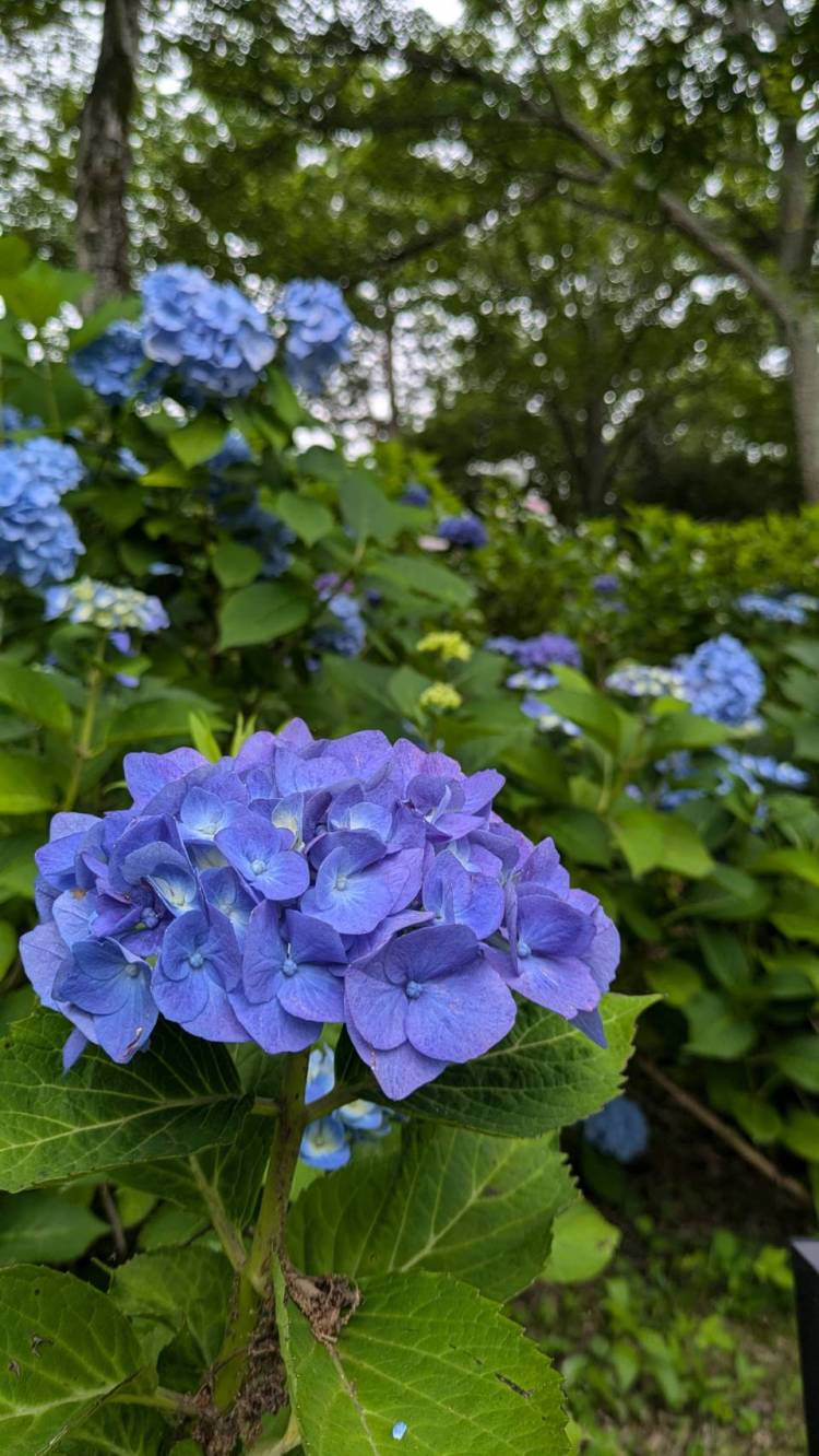 こんにちは☺️