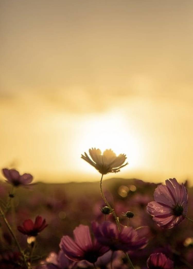 出勤予定🌼*･