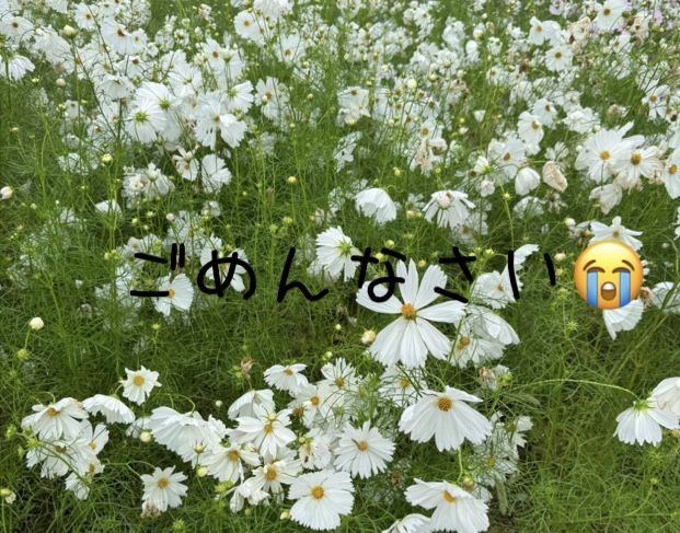 あやの